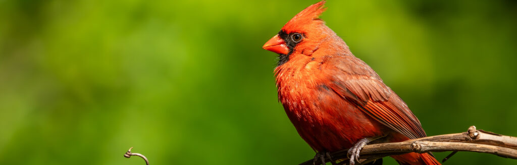 A red cardinal