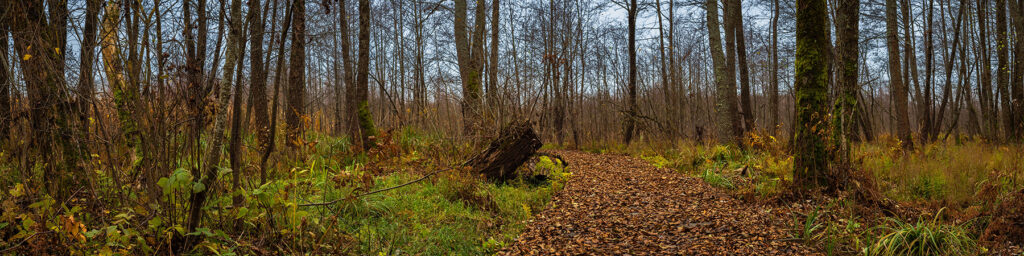 woodland path