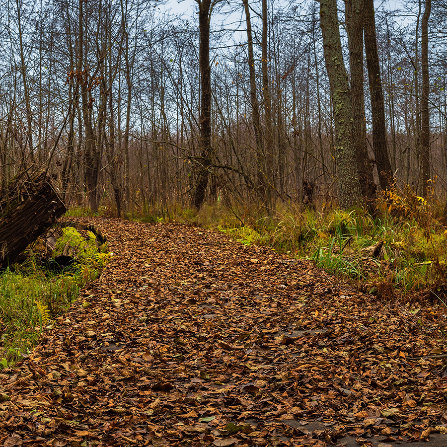 woodland path